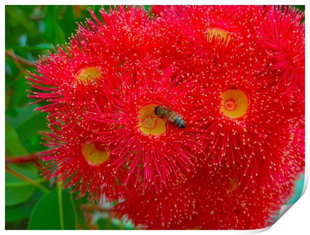 Red Eucalyptus Flowers and Bee Print by Geoffrey Higges