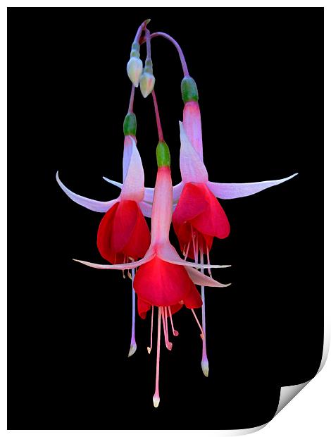 Red and White Fuchsia Flower Print by Geoffrey Higges