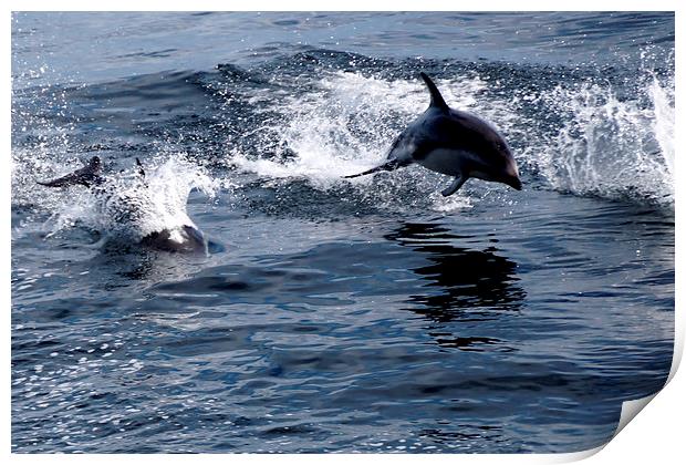 Peales Dolphins, Drakes Passage Print by Geoffrey Higges