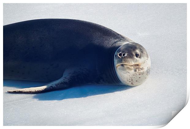 Leopard Seal on Ice Floe Print by Geoffrey Higges