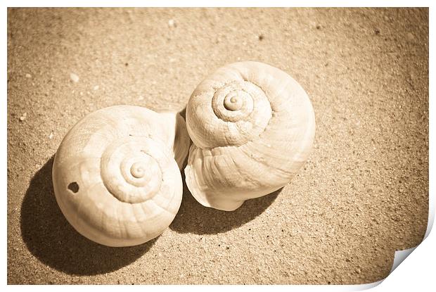 Sea Shells Print by Sandra Broenimann