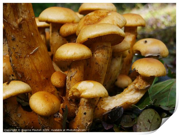 Mushroom Cluster Print by Deanne Flouton