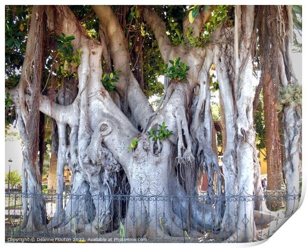 Trunks and Roots inTenerife Print by Deanne Flouton