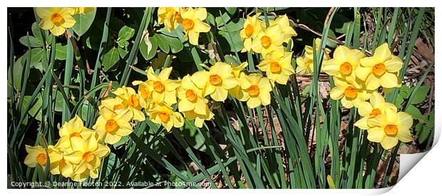 Radiant Sunburst Narcissus Print by Deanne Flouton