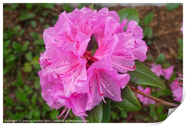 Vibrant Fuchsia Azalea Blossom Print by Deanne Flouton