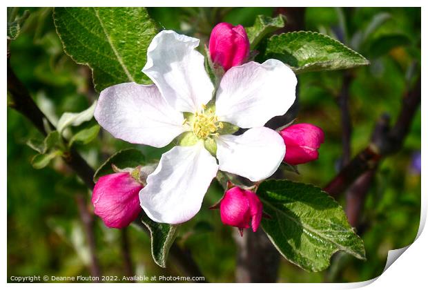 Delicate Beauty of Apple Blossom Print by Deanne Flouton