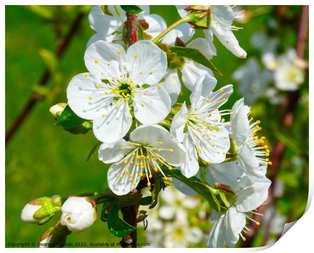 Delicate Beauty of Sour Cherry Blossoms Print by Deanne Flouton