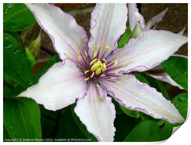 Delicate Purple Fringed Clematis Bloom Print by Deanne Flouton