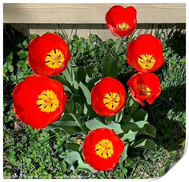Vibrant Scarlet Tulips Blooming Print by Deanne Flouton