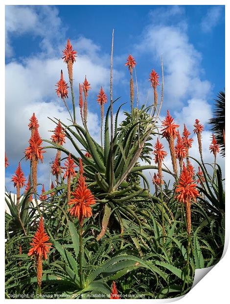 Scarlet Aloe Blooms Print by Deanne Flouton