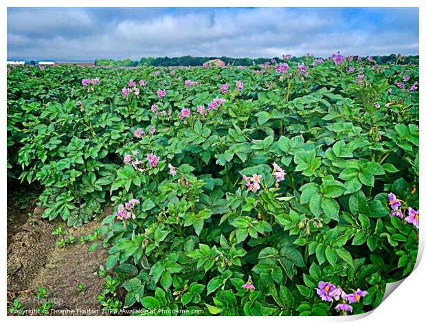 Pink Fields of Promise Print by Deanne Flouton