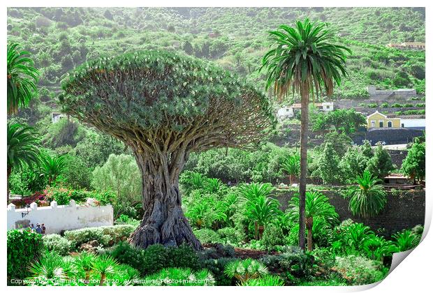 Majestic Drago Tree of Tenerife Print by Deanne Flouton