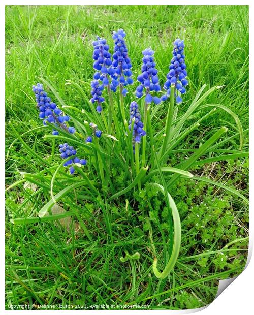 Stunning Grape Hyacinth Cluster Print by Deanne Flouton