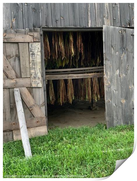 Rustic Charm Tobacco Barn Door Print by Deanne Flouton