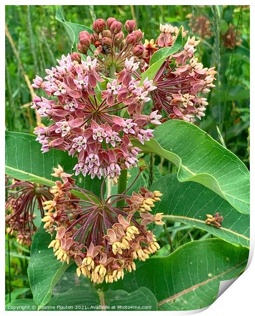 Milkweed Blossoms Monarch Haven Print by Deanne Flouton