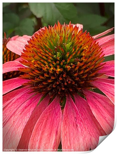 Regal Red Coneflower Print by Deanne Flouton