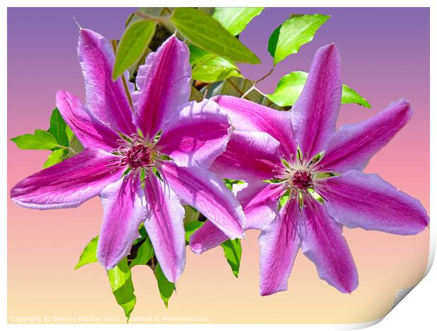 Majestic Clematis Blooms Print by Deanne Flouton