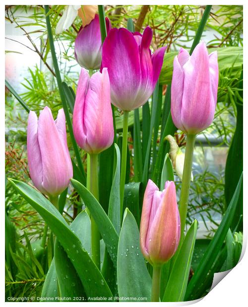 Graceful Pink Tulips Print by Deanne Flouton