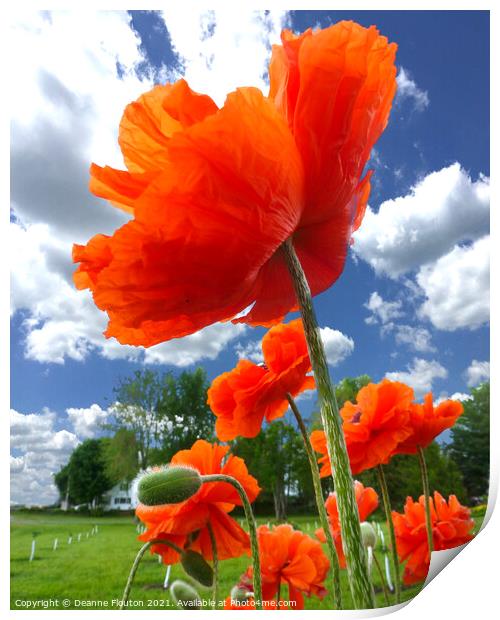 Dancing Poppies Print by Deanne Flouton