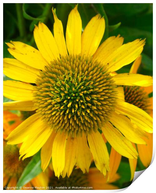 Dazzling Yellow Coneflower Print by Deanne Flouton