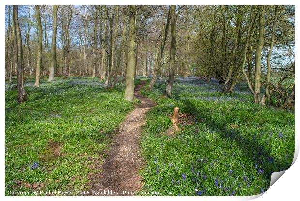 Bluebell woodland, Essex Print by Rachel Mower