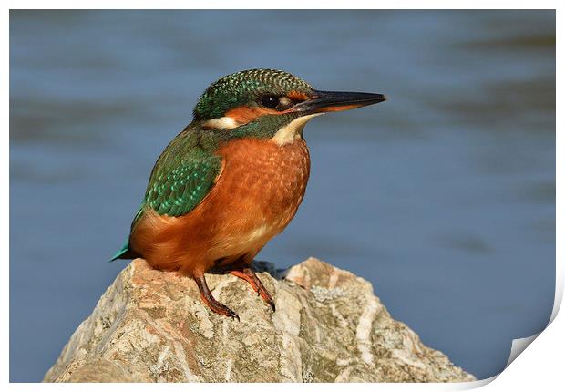  Kingfisher on a rock. Print by Ashley Jackson