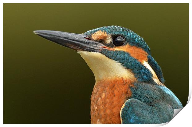  Kingfisher Portrait Print by Ashley Jackson
