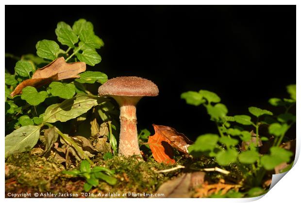 Lonesome Mushroom Print by Ashley Jackson