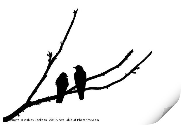 Jackdaw Couple Print by Ashley Jackson