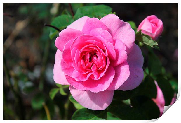 Pink Rose Print by Gail Porthouse