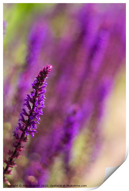 Purple Salvias Print by Pete Bresser