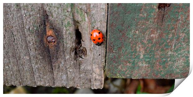 ladybird fly away home Print by Rhona Ward