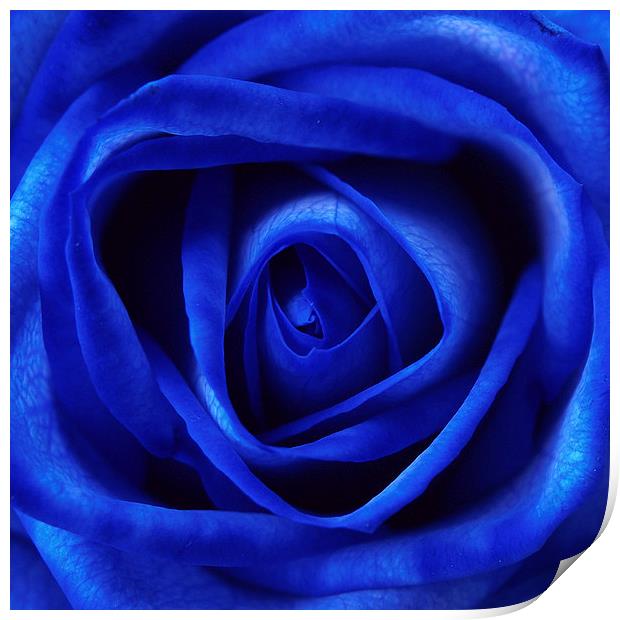 Blue Rose Print by Andy Huntley
