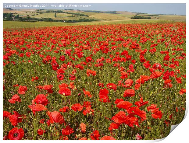 Field of Poppies Print by Andy Huntley