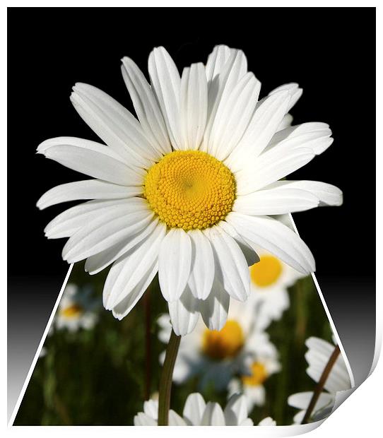 Pop up Daisy Print by Andy Huntley