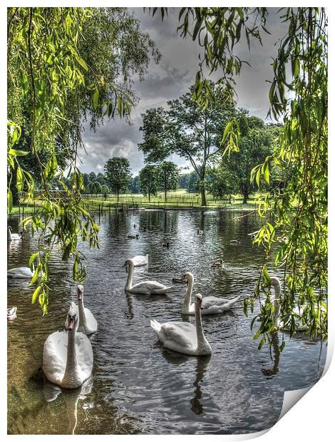 Swan Lake Print by Andy Huntley