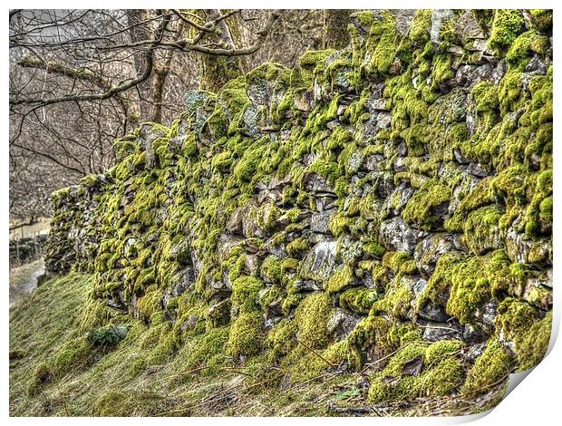 Moss on a drystone wall Print by Andy Huntley