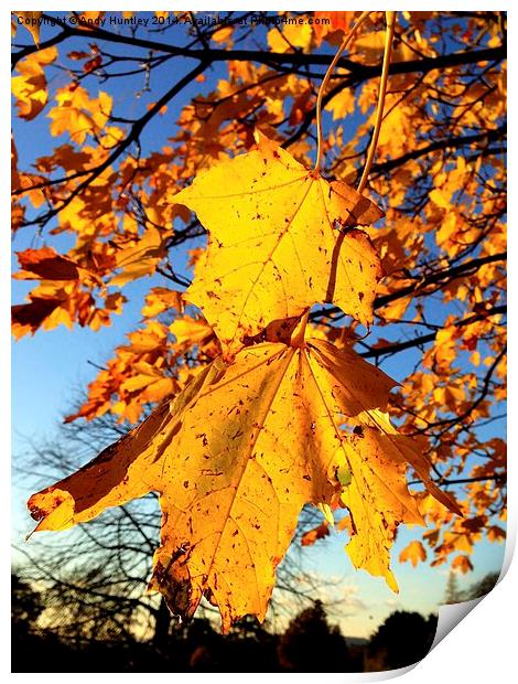 Autumn Leaves Print by Andy Huntley