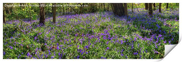 Bluebells in woodland Print by Andy Huntley