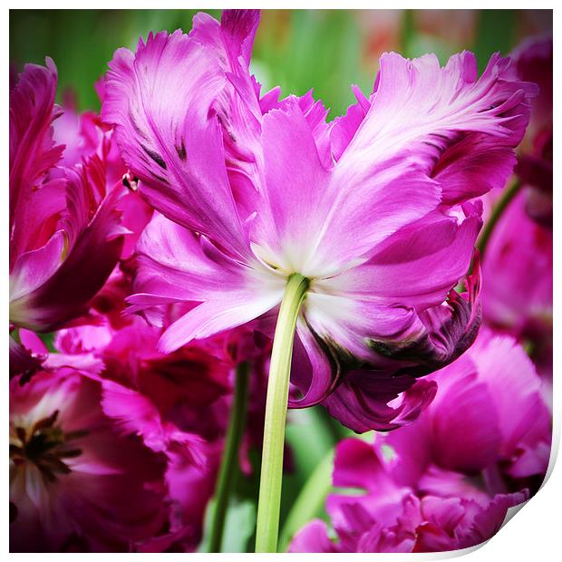 Cerise Feathered Tulip Print by Carolyn Eaton