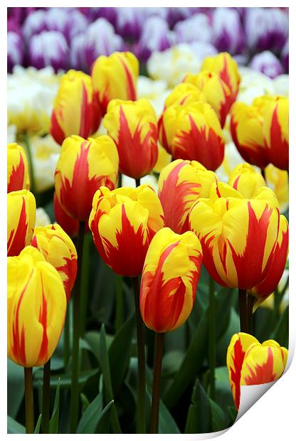 Red and Yellow Tulips Print by Carolyn Eaton