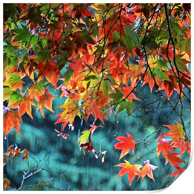 Rainy Autumn Acer at Westonbirt Print by Carolyn Eaton