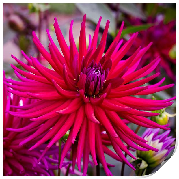  Spiky Pink Dahlia Print by Carolyn Eaton