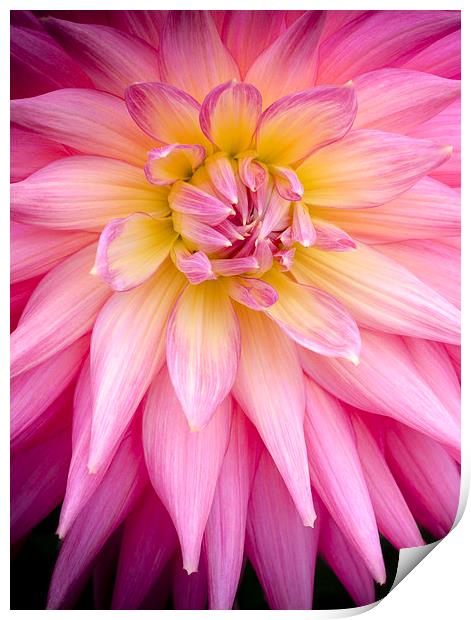  Spiky Pink Dahlia Print by Carolyn Eaton