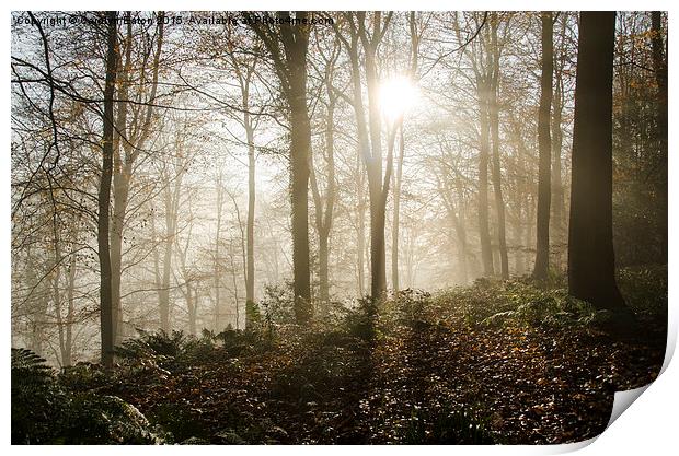  Sun Breaks Through the Mist in the Woods Print by Carolyn Eaton