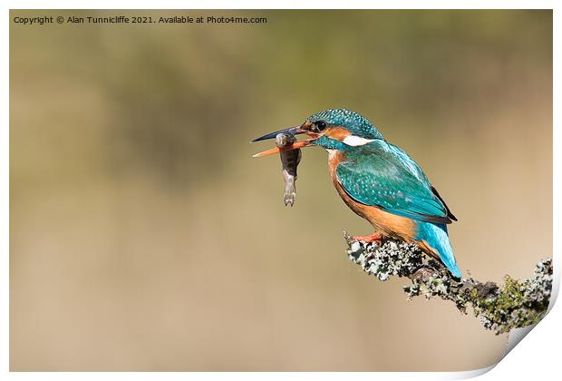 female kingfisher Print by Alan Tunnicliffe