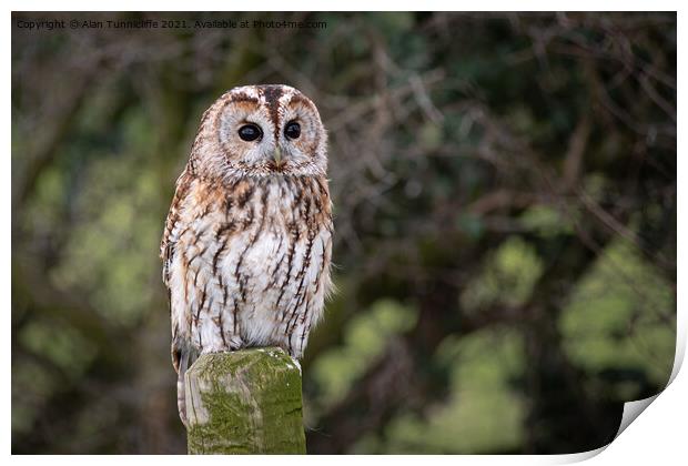 tawny owl Print by Alan Tunnicliffe