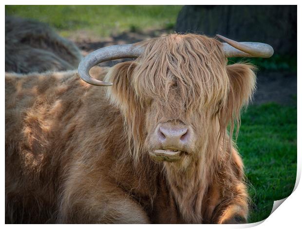 Highland cattle Print by Alan Tunnicliffe