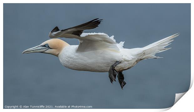 Northern gannet Print by Alan Tunnicliffe