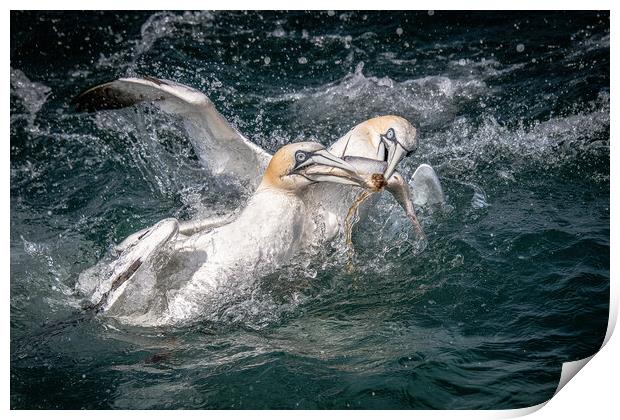 Gannets  Print by Alan Tunnicliffe